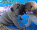 /album/galeria-de-fotos-para-facebook/a10-jpg1/